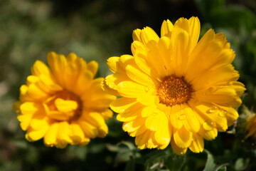 Beautiful yellow calendula officinalis flower close up in a garden on a green background