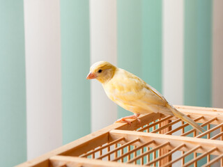 Young male Curious orange canary looks straight sitting on a cage on a light background. Breeding...