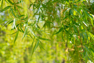 Green young spring leaves from willow tree. Variable focus