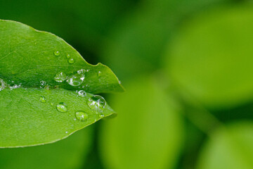 水しずくが美しい