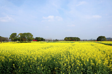 Obraz premium rapeseed field in spring