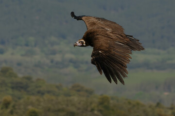 Cinereous Vulture (Aegypius monachus) flying