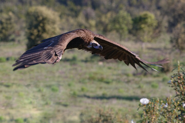 Cinereous Vulture (Aegypius monachus) flying