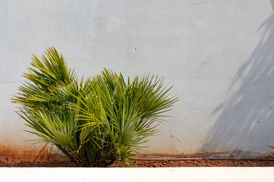 Sunny Mediterranean plant, with white wall.
