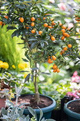 Miniature citrus kumquat trees with fruits in pot and other flowers for sale in garden shop. Fortunella margarita, mandarin trees. Citrus plants for interior. Outdoor floral shop, gardening concept.  - obrazy, fototapety, plakaty