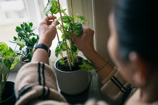Woman planting potted plants at home