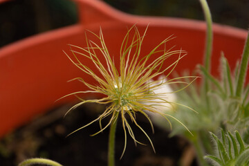potted pasqueflower with abstract looking fruits in spring in bavaria