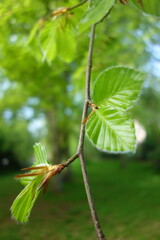 BRANCHE FEUILLES MACRO