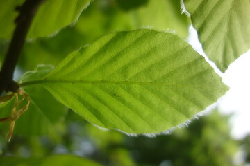 FEUILLE MACRO PRINTEMPS