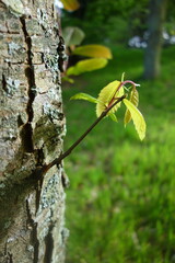 TIGE FEUILLES ARBRE