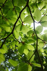 TRANSPARENCE FEUILLE V1