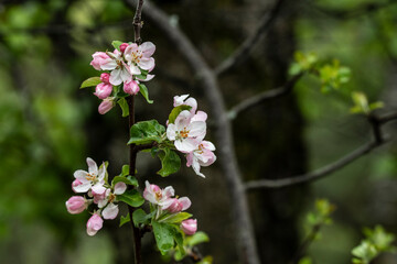 mountain plants and flowering branches after rain in the mountains