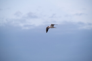 Seagull flying in cloudy sky