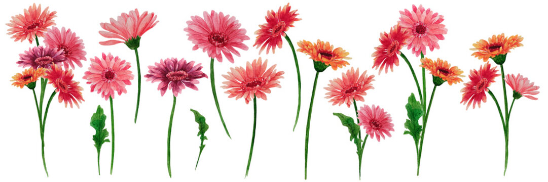 Set of watercolor illustration of gerberas, leaves, bouquets isolated on a white background. Hand drawn illustration perfect for design botanical book, invitation, postcards.
