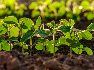 Green soybean plants at agricultural farm field