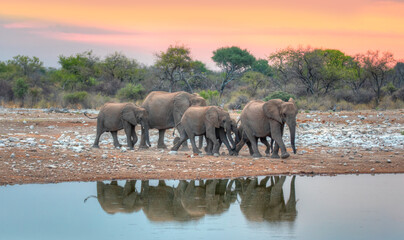 A group of elephant families go to the water's edge for a drink - Etosha NAtional Park, Namibia © muratart
