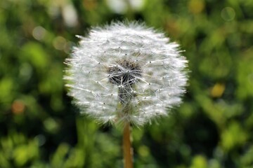 dandelion head