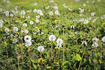 white spring flowers