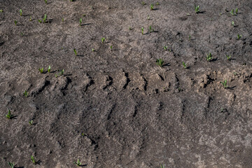 Tire tracks protector on dirt. Wheel's trail tread, close up.