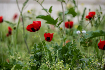 spring bright red poppies on a juicy green background on a sunny day