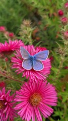 Hauhechel-Bl&auml;uling