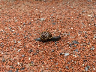 Schnecke mit Haus