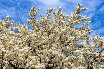 White plums bloom in early spring against the backdrop of the sky