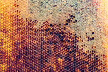 Honeycomb from bee hive filled with golden honey