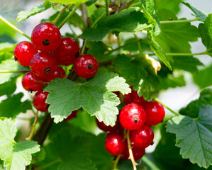 Photography on theme beautiful bush berry red currant