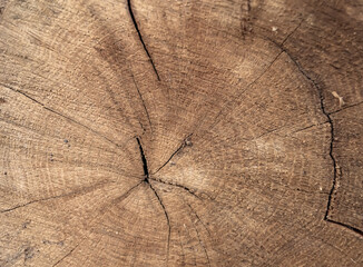 Beautiful wooden fracture old oak, natural texture close up