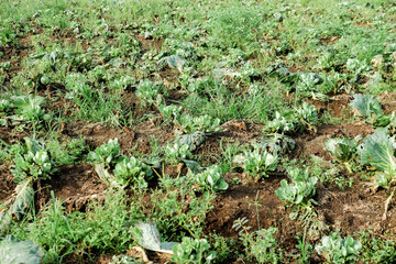 Cabbage plants in the garden after harvest