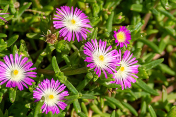 Obraz premium Purple and white flowers of an ice-plant (delosperma nubigenum culivar)