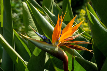 Bird of paradise (strelitzia reginae) flower opening 