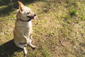 Naklejka na ściany i meble Horizontal outdoor shot. Charming smart friendly canine sitting on the ground in the sunshine like a human looking away. High quality photo