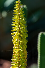 Yellow flower stem of an aloe plant in sunshine