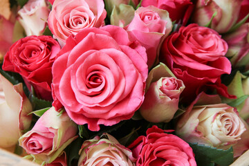 rosenblüten in verschiedenen rosatönen