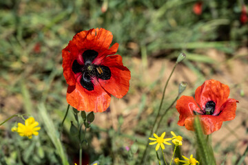 spring bright red poppies on a juicy green background on a sunny day