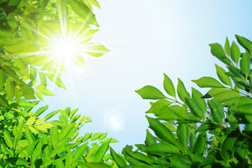 真夏の暑い太陽光と紫外線イメージに常緑樹の葉