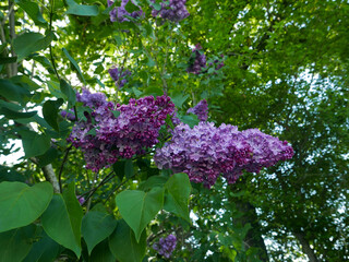 BEAUTIFUL and vivid GLYCINE FLOWER IN ITS FOLIAGE