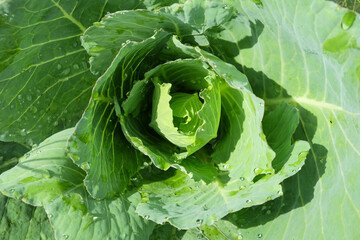 Leftover old cabbage plants in the garden after harvest