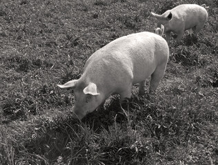 maiali in libertà nella natura in campagna