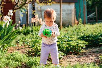 Gardening. Pretty toddler girl holding a plastic toy bucket with strawberrie. In the background is a vegetable beds and flower garden. Seasonal harvest concept