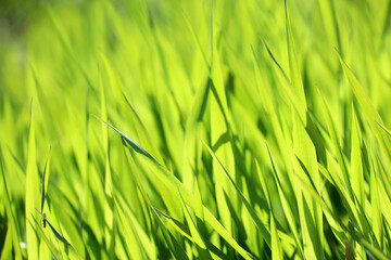 Green grass in sunlight, blurred background. Fresh spring or summer nature, sunny meadow