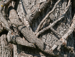 close-up view of large tree roots