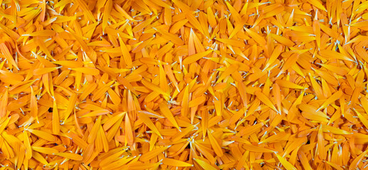 Calendula flower. The texture of the leaves of calendula flower. Natural background for banner