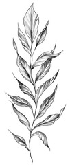Pencil style drawith of a branch with leaves illustration