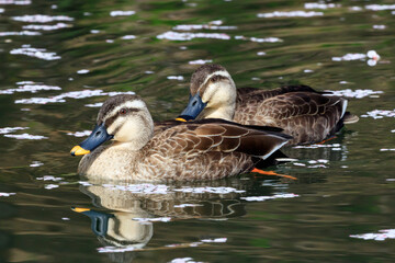 The duck's turn that slowly advances between the flower rafts