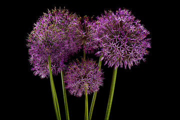 Decorative onion blossom flower