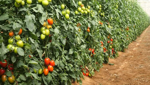 Beautiful view from inside the greenhouse on a tomato plantation. High quality 4k footage