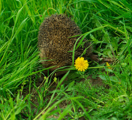 hedgehog, mammals small animal, hides in herbaceous plants